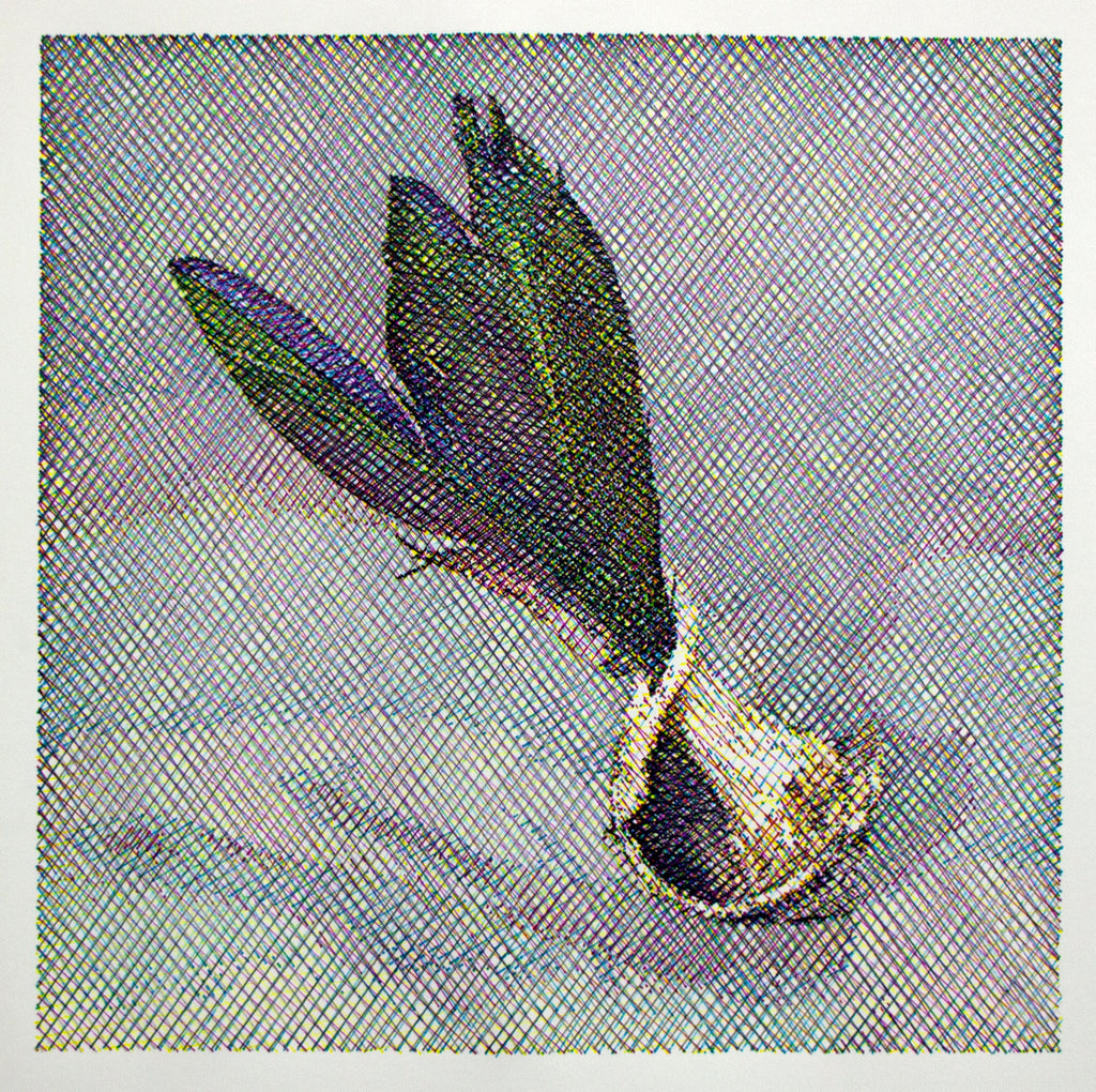 Still Life, Parrot Feathers and Broken Shell