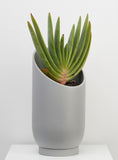 Summit Planter