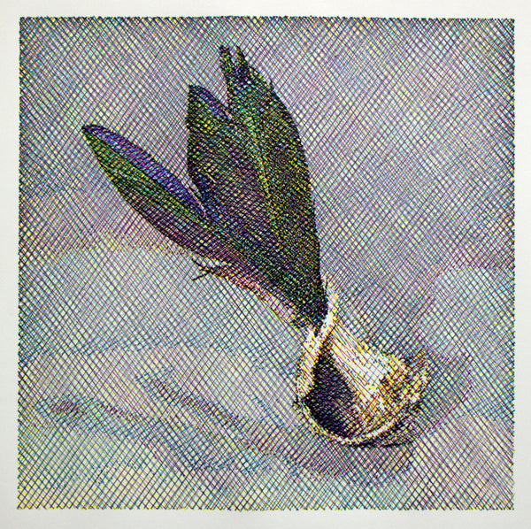 Still Life, Parrot Feathers and Broken Shell