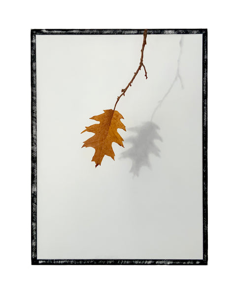 Roadside Plant Portrait (Oak Leaf)