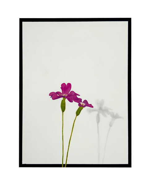 Roadside Plant Portrait (Lychnis)