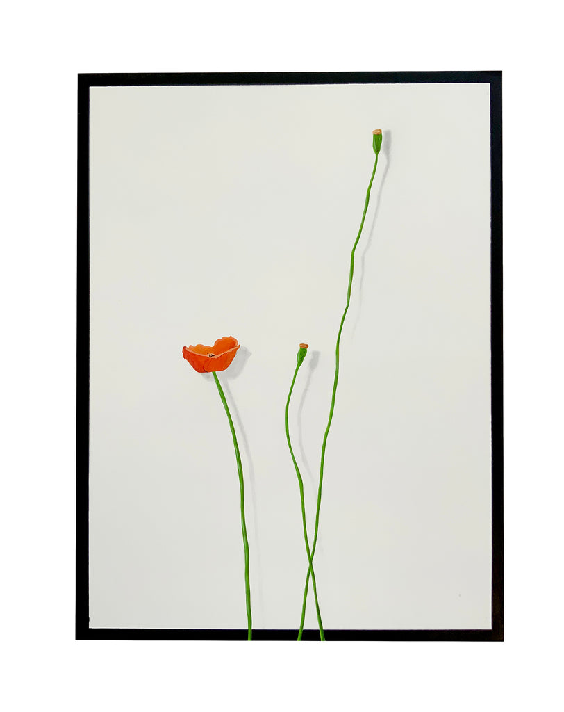 Roadside Plant Portrait (Poppy)